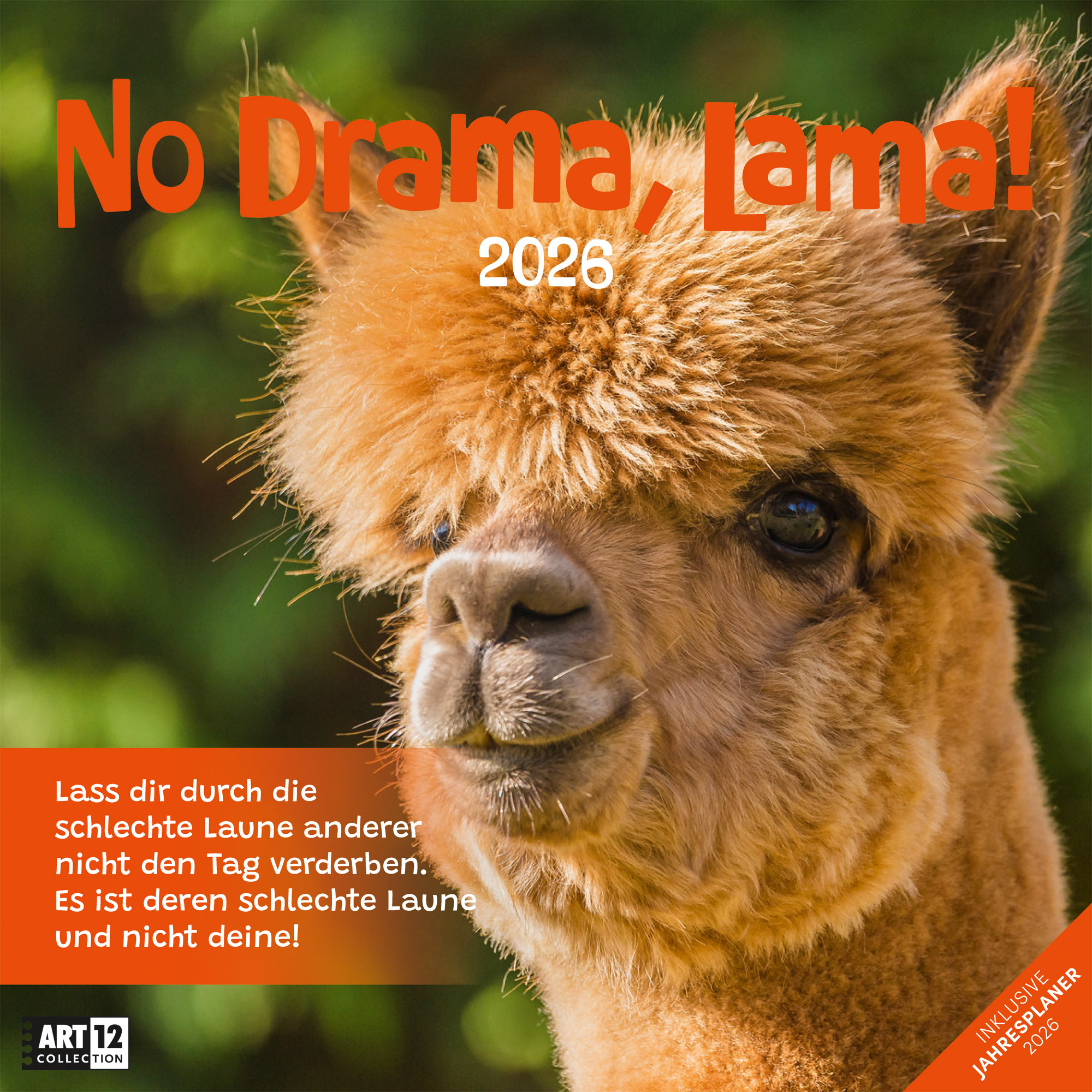 ACKERMANN Bildkalender 2026 4627 No Drama, Lama ML 30x30cm